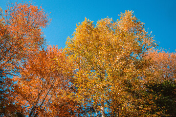 Golden Canopy Against Blue Sky