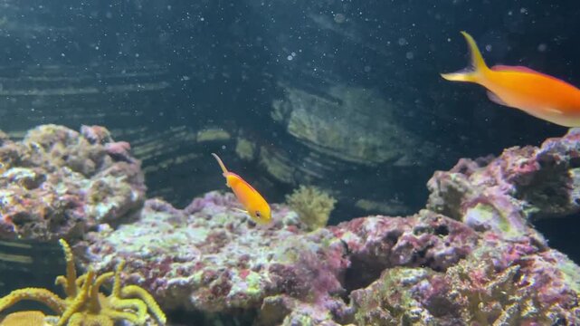 The sea goldie, Pseudanthias squamipinnis, also known as the orange basslet