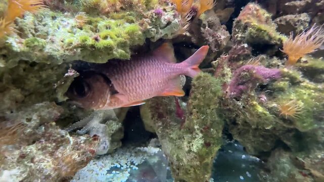 The blotcheye soldierfish, Myripristis berndti, a member of family Holocentridae