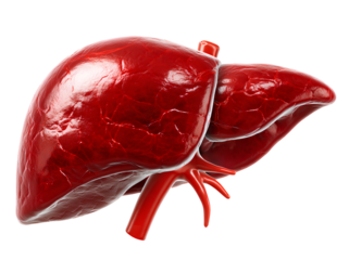 Third Pose of Human Liver Anatomy with Veins and Arteries Organ Medical Illustration on Transparent Background