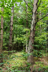 Green trees in the forest, Bialowieza Forest, Poland