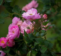 Pink Rose Bush in Bloom with Fresh Petals and Buds