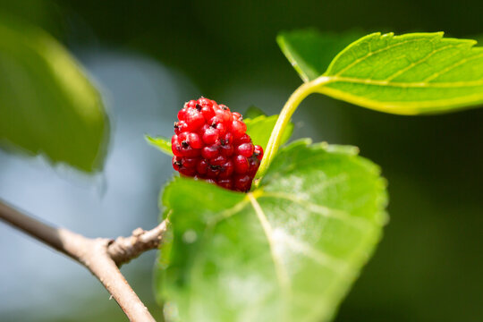 Close-up of an untreated black mulberry branch with red berries, macro