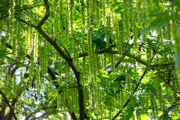 Branches with flowering catkins of Caucasian Walnut or Pterocarya Fraxinifolia tree