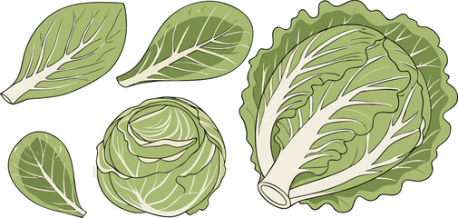 A collection of fresh green cabbages and lettuce arranged against a transparent background. The image showcases a variety of shapes and sizes, with whole cabbages and cut lettuce leaves scattered acro