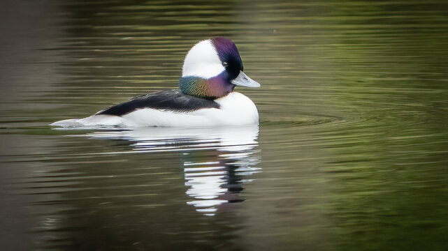 Bufflehead Duck on the lake