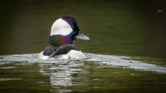 Bufflehead Duck on the lake