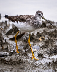 Common Yellow Legs shorebird looking for a meal