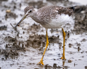 Greater Yellow legs bird searching for food on the shoreline