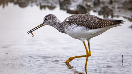 Greater Yellow legs bird searching for food on the shoreline