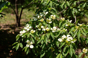 Cornus Capitata tree aka the evergreen dogwood and himalayan strawberry tree. Large white flowers on a tree in the garden.