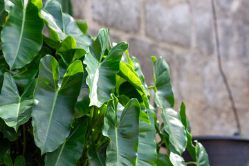 Close up of a leaf of a philodendron burle marx plant. Lush green foliage of philodendron burle marx. © Nurr2001