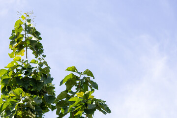 Low angle view of Teak tree leaves (Tectona grandis) under the sunlight. Green tree top branches against bright blue sky with copy space.