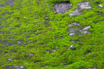 Close up of green moss growing on a concrete surface.