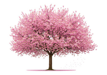 Blooming pink cherry blossom tree with falling petals isolated on a transparent background