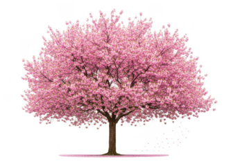 Blooming pink cherry blossom tree with falling petals isolated on a transparent background