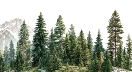 Lush, dense evergreen forest landscape with snow-capped mountains in the backdrop