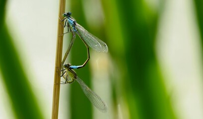 Two beautiful mating Damselflies in summer in czech republic in Central Bohemia 