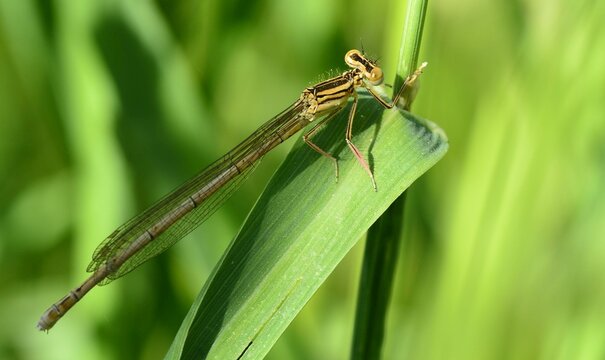 Insect Dragonflies and Damselflies in summer in czech republic