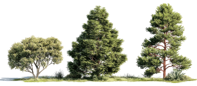 Digitally rendered evergreen trees with varying foliage styles and light, green, natural hues
