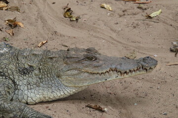 Obraz premium Gambia 2023