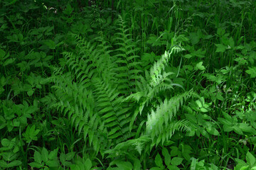Lush Green Ferns on a Shaded Forest Floor