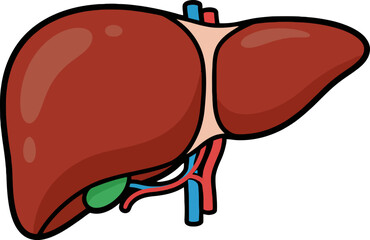 Human liver anatomy displayed with gallbladder and blood vessels on white backdrop, showcasing organ structure and function in a medical context.