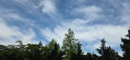 Dynamic Cirrus Clouds Above Verdant Treetops