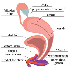 Anatomical illustration of the female reproductive system showing internal and external organs, including uterus, ovaries, vagina, clitoris, and associated structures