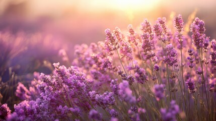 Fototapeta premium Lavender Field at Sunset: Blooming Purple Flowers in Golden Light, Serene Nature Scene