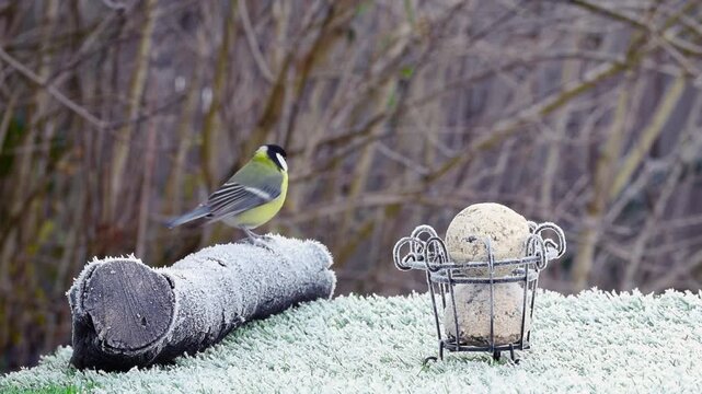 Great tit bird, parus major, on a cold frosty winter day hopping around and pecking food from the bird feeder table