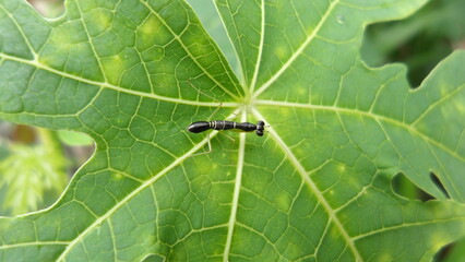asian ant mantis