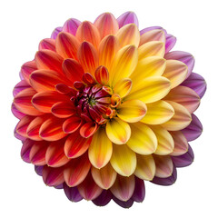 Fototapeta premium dahlia flower isolated on white