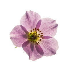 Obraz premium pink cosmos flower