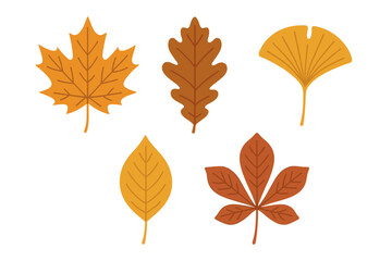 Five different autumn tree leaves in warm seasonal colors isolated on white