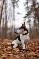 Very old jack russell terrier is in the autumn forest