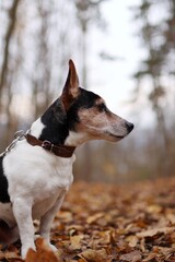 Very old jack russell terrier is in the autumn forest