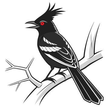 Artistic Phainopepla Illustration Vector

