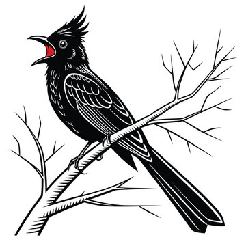 Stylized Phainopepla Bird Vector

