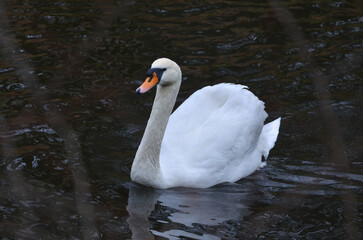 Elegant white swan (Cygnus Olor)  float in dark water op park pond. Closeup  portrait one mute swan swimming .Wildlife, nature, fauna, white swans, waterbirds protection .
