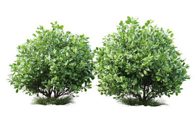 Obraz premium Two rounded green shrubs on a transparent background, suitable for architectural rendering