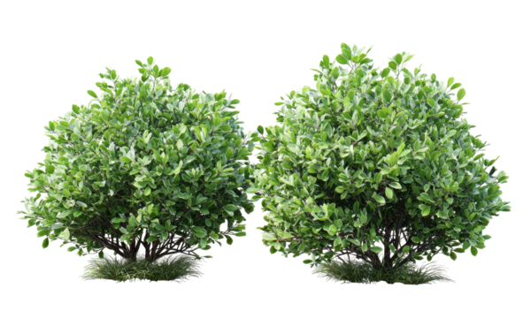 Two rounded green shrubs on a transparent background, suitable for architectural rendering