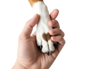 Dog paw held gently in human hand, friendship bond