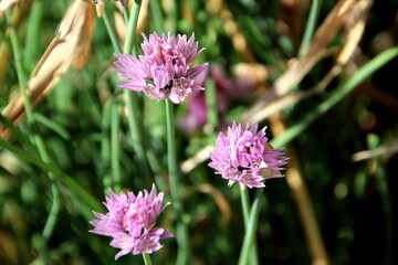 Fototapeta premium planta flor allium schoenoprasum