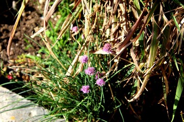 planta flor allium schoenoprasum