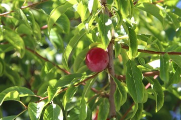 planta fruta ameixa - Prunus