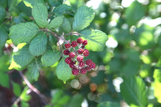 planta amora silvestre - Rubus niveus 