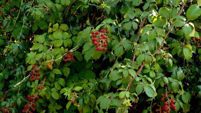 planta amora silvestre - Rubus niveus 