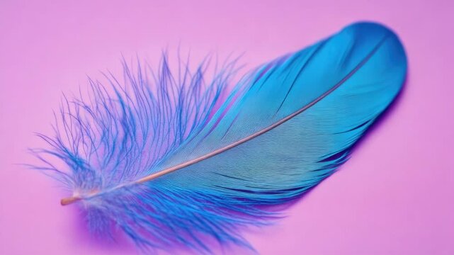 Video A single blue feather set against a bright pink background