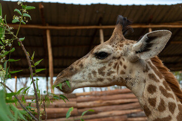Close-up portrait of a giraffe in a wildlife sanctuary, highlighting its gentle expression and natural habitat.
